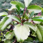 Buy Patharchatta plant - Bryophyllum Pinnatum – Patharchata, Panfuti, Stone kidney plant