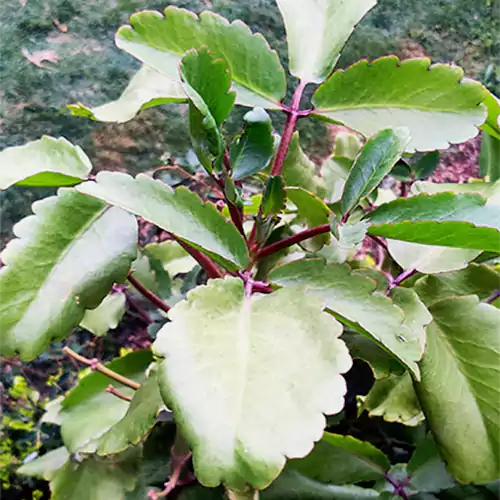 Buy Patharchatta plant - Bryophyllum Pinnatum – Patharchata, Panfuti, Stone kidney plant