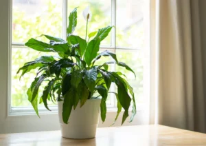 Close-up of a Peace Lily plant with glossy, dark green leaves and a white, hood-like flower.