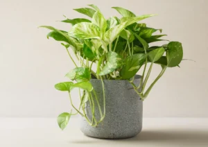 Variegated Pothos plant with bright green and creamy white leaves, growing in pot.