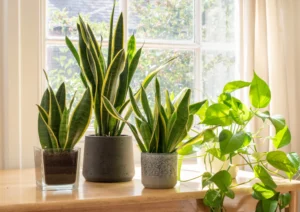 Multiple snake plants of varying heights arranged together in white  planter." indoor plant for gardening