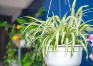 Lush spider plant with cascading leaves in a hanging basket, creating a fountain-like effect.