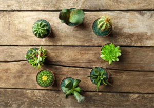 Collection of various succulent plants in different types, displayed in a brown ceramic pot." indoor plant for gardening