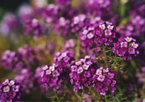 Sweet-Alyssum Flowering Plant 