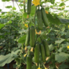 BUY Cucumber, Kakdi seeds From nursery nisarga