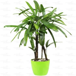 Buy Rhapis Excelsa – Lady Palm – Bamboo Palm - Nursery Nisarga