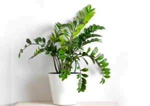 ZZ plant with shiny, oval-shaped leaves growing in a sleek white ceramic pot