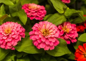 Zinnias (Zinnia elegans)