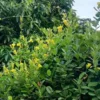 Buy Allamanda creeper plant with yellow flower