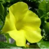 Buy Allamanda creeper plant with yellow flower