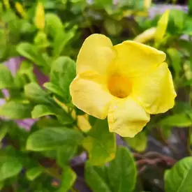 Buy Allamanda creeper plant with yellow flower