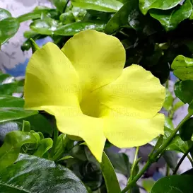 Buy Allamanda creeper plant with yellow flower
