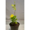 Buy Allamanda creeper plant with yellow flower