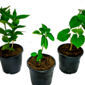 Immunity booster plant - Giloy, Ashwagandha, parijat - Nursery Nisarga