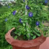 Buy Aparajita, Clitoria ternatea, Gokarna – plant from nursery niarga