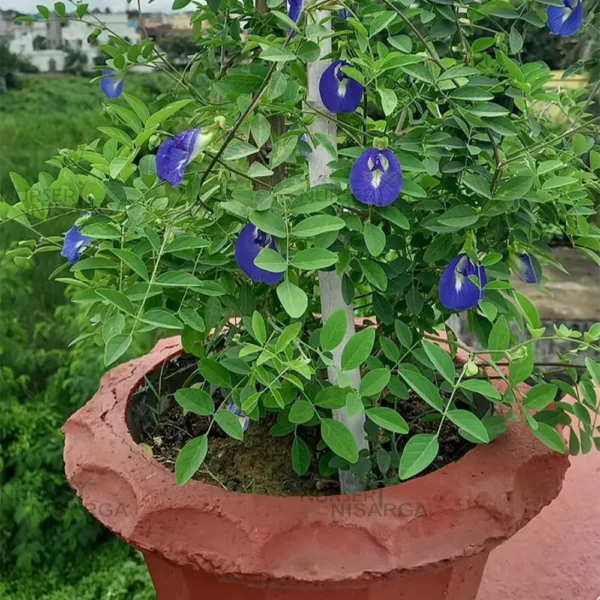 Buy Aparajita, Clitoria ternatea, Gokarna – plant from nursery niarga