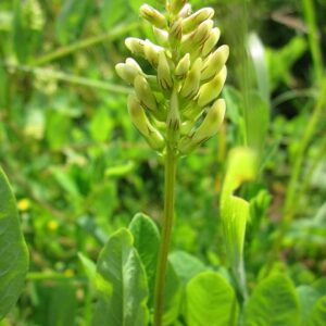 Mulethi Plant - Liquorice,