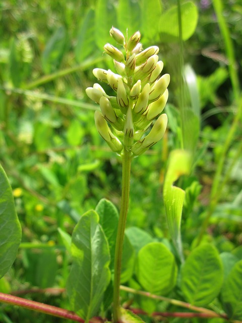 Mulethi Plant - Liquorice,