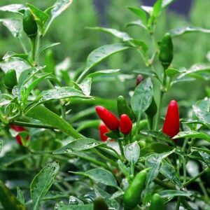 Buy Chilli Plant seeds online on Nursery Nisarga
