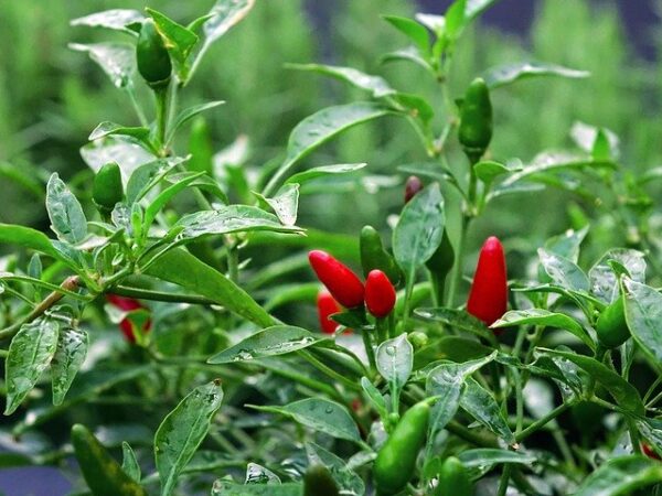 Buy Chilli Plant seeds online on Nursery Nisarga