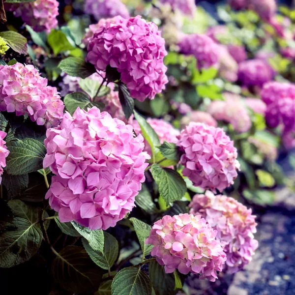 Buy Hydrangea mophead plant online