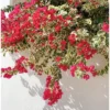 Buy Bougainvillea Glabra Plant || Dark Pink with Variegated Leaves Online