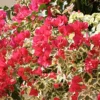 Buy Bougainvillea Glabra Plant || Dark Pink with Variegated Leaves Online