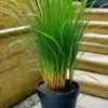 Buy Lemon Grass (Cymbopogon citratus) - Tea Grass Plant From Nursery Nisarga