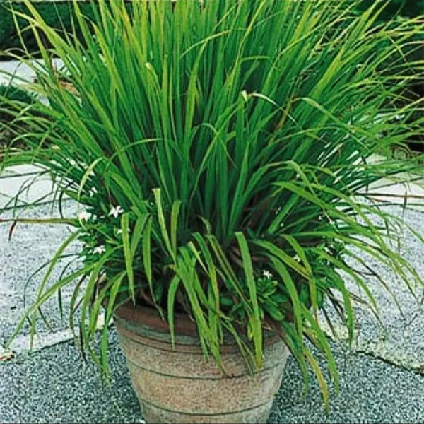 Buy Lemon Grass (Cymbopogon citratus) - Tea Grass Plant From Nursery Nisarga