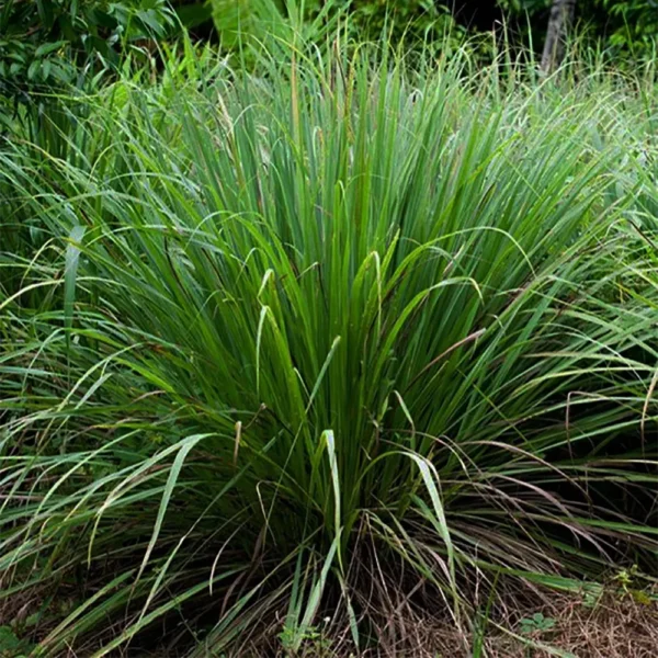 Buy Lemon Grass (Cymbopogon citratus) - Tea Grass Plant From Nursery Nisarga