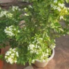 Buy Madhukamini Plant At Nursery Nisarga