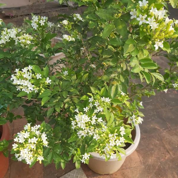 Buy Madhukamini Plant At Nursery Nisarga