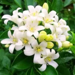 Buy Madhukamini Murraya paniculata Plant At Nursery Nisarga