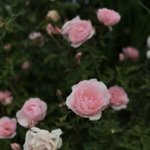 Buy Button Rose - Miniature Rose plant online, color pink, rose, white
