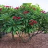 Buy Plumeria | Red Champa plant online at Nursery Nisarga