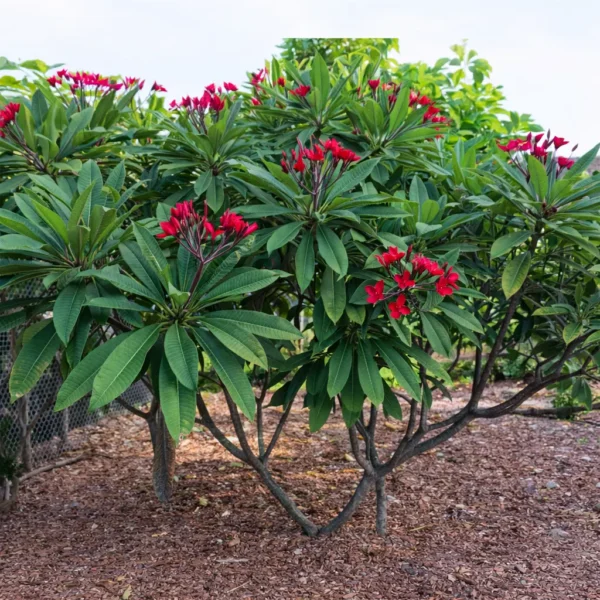 Buy Plumeria | Red Champa plant online at Nursery Nisarga