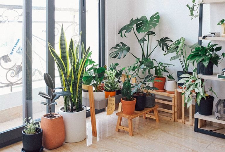 Best indoor plant for home, office, living room