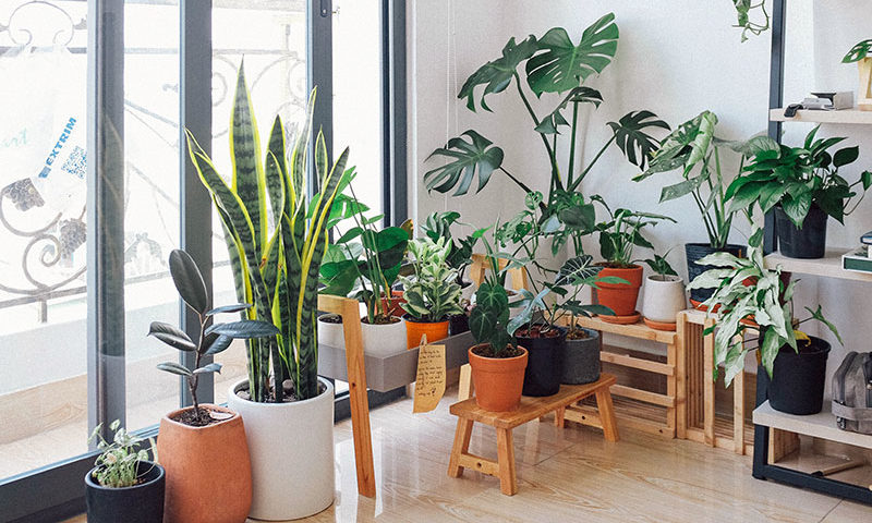 Best indoor plant for home, office, living room