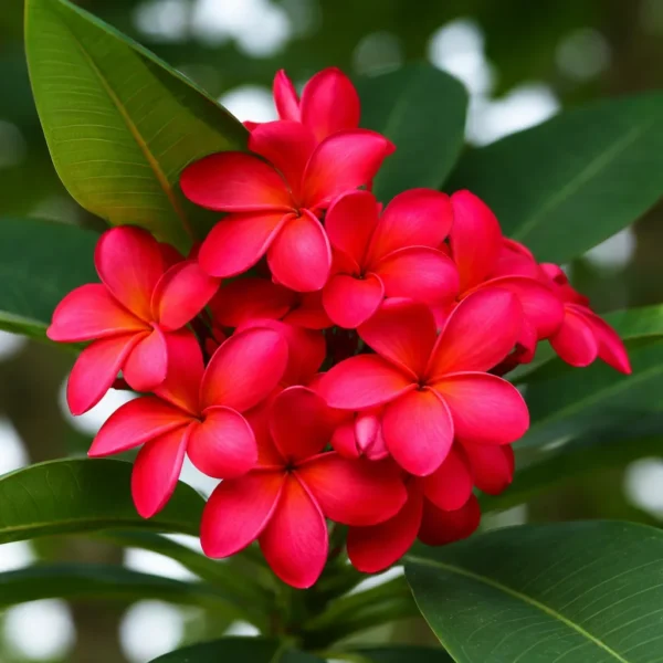 Buy Plumeria | Red Champa plant online at Nursery Nisarga