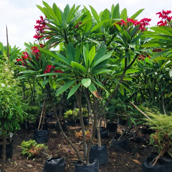Buy Plumeria | Red Champa plant online at Nursery Nisarga