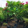 Buy Plumeria | Red Champa plant online at Nursery Nisarga