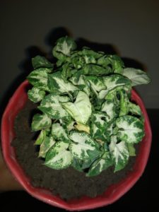 best little indoor plant