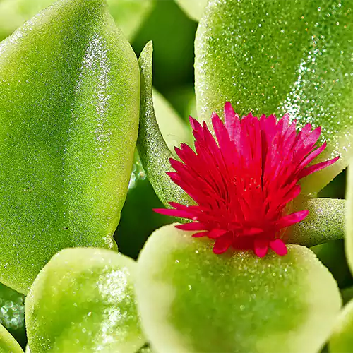 Buy Aptenia, Sun Rose Plant Online at Nursery Nisarga