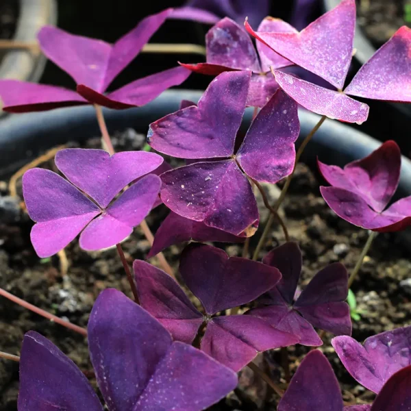 Buy Oxalis Triangularis, False shamrock – Plant from nursery nisarga