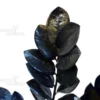 Buy Black ZZ “Raven” plant, Zamioculcas Zamiifolia Black From nursery nisarga