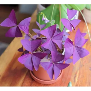 Buy Oxalis Triangularis, False shamrock - Plant Online at Nursery NIsarga
