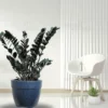 Buy Black ZZ “Raven” plant, Zamioculcas Zamiifolia Black From nursery nisarga