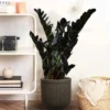 Buy Black ZZ “Raven” plant, Zamioculcas Zamiifolia Black From nursery nisarga