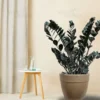 Buy Black ZZ “Raven” plant, Zamioculcas Zamiifolia Black From nursery nisarga