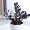 Buy Black ZZ “Raven” plant, Zamioculcas Zamiifolia Black From nursery nisarga